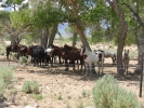 PICTURES/Motor Tour Through The Sierras/t_Alabama Hills - Horses2.JPG